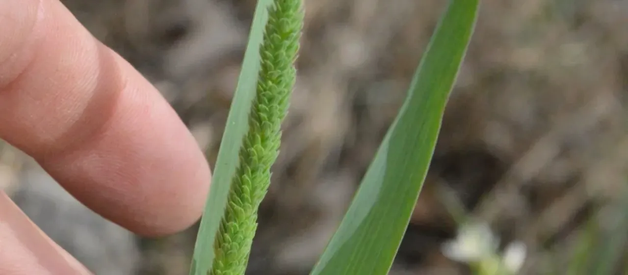 Timothy canary grass