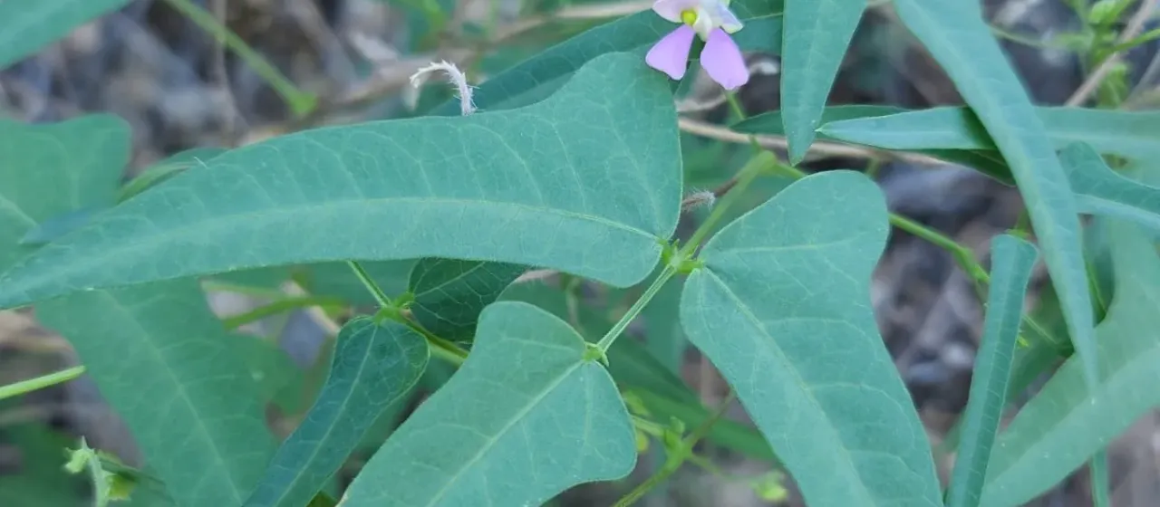 Tepary bean