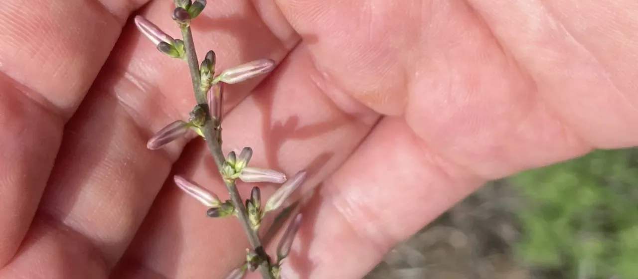 Anemarrhena asphodeloides