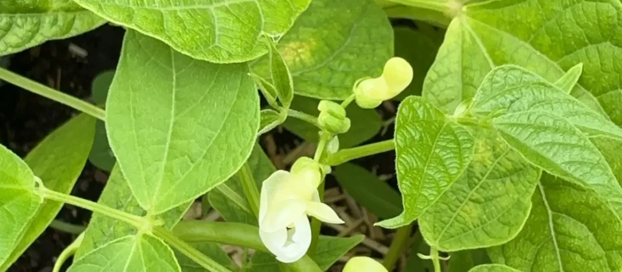 Common bean