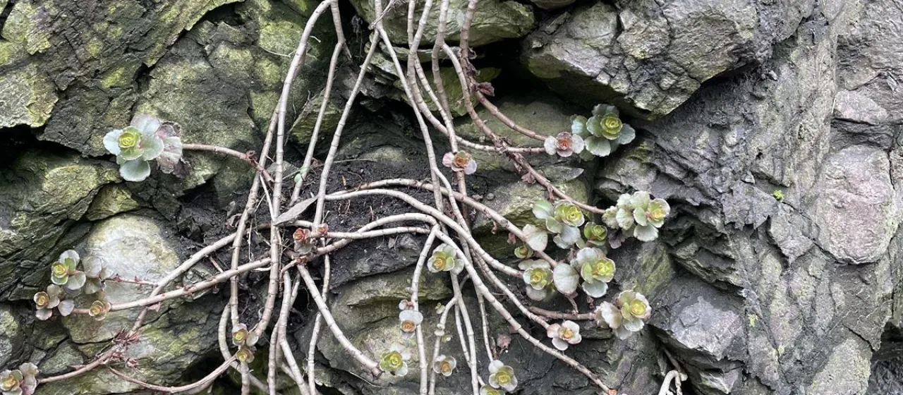 Two-row stonecrop
