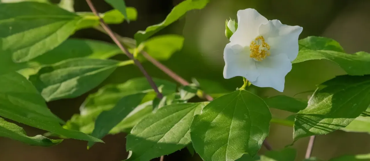 Virginal mock orange