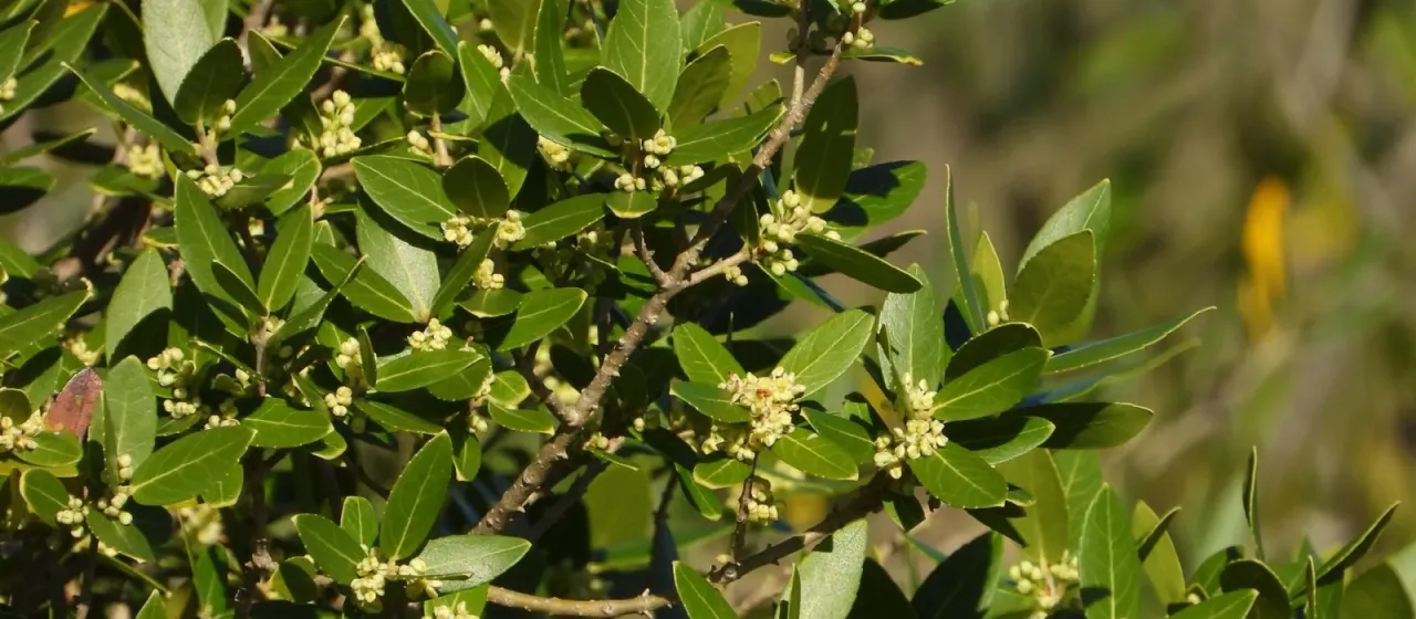 Phillyrea latifolia