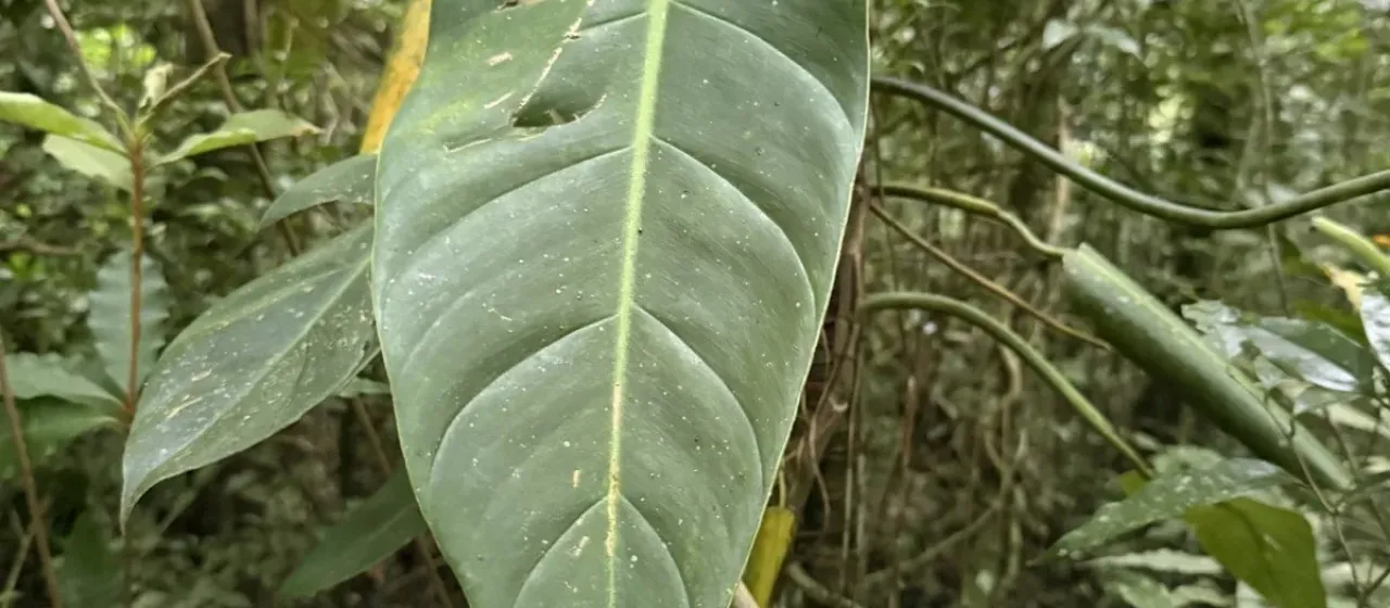 Arrow-leaf philodendron