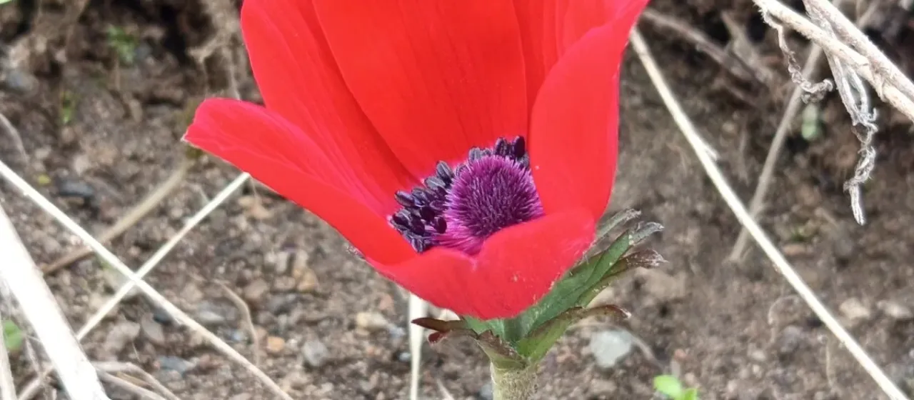 Poppy anemone