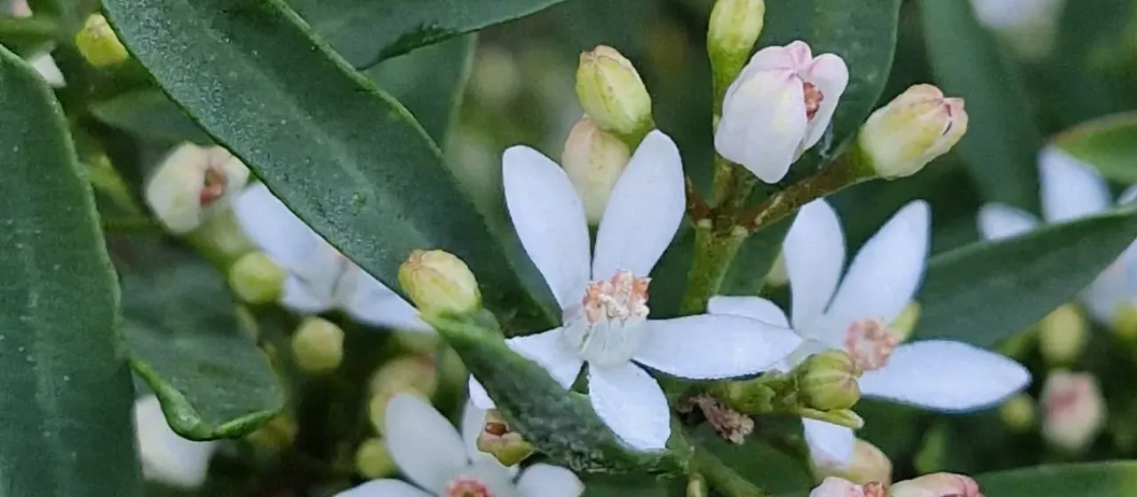 Long leaf wax flower