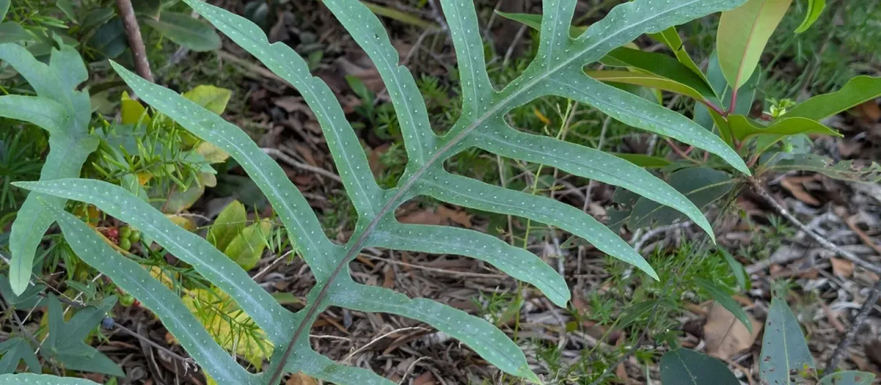 Blue star fern