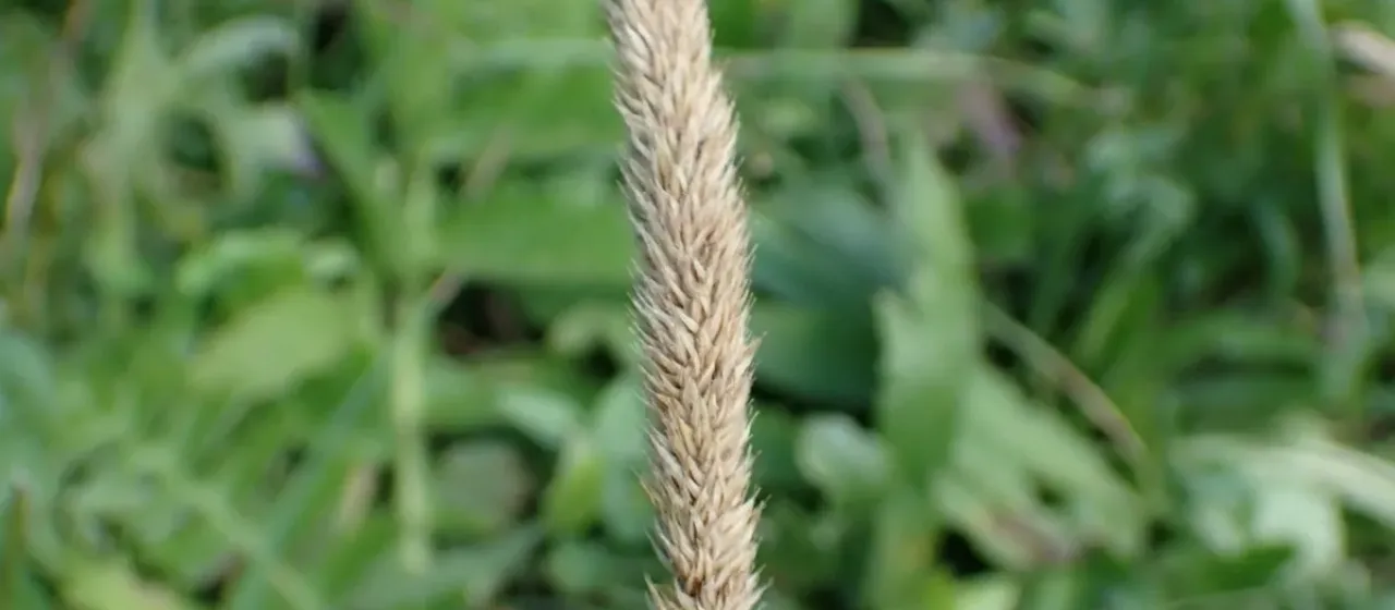 Hairy Timothy
