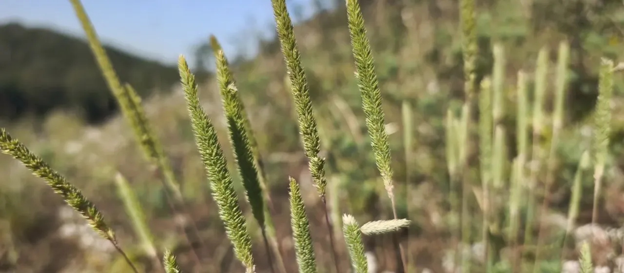 Phleum phleoides