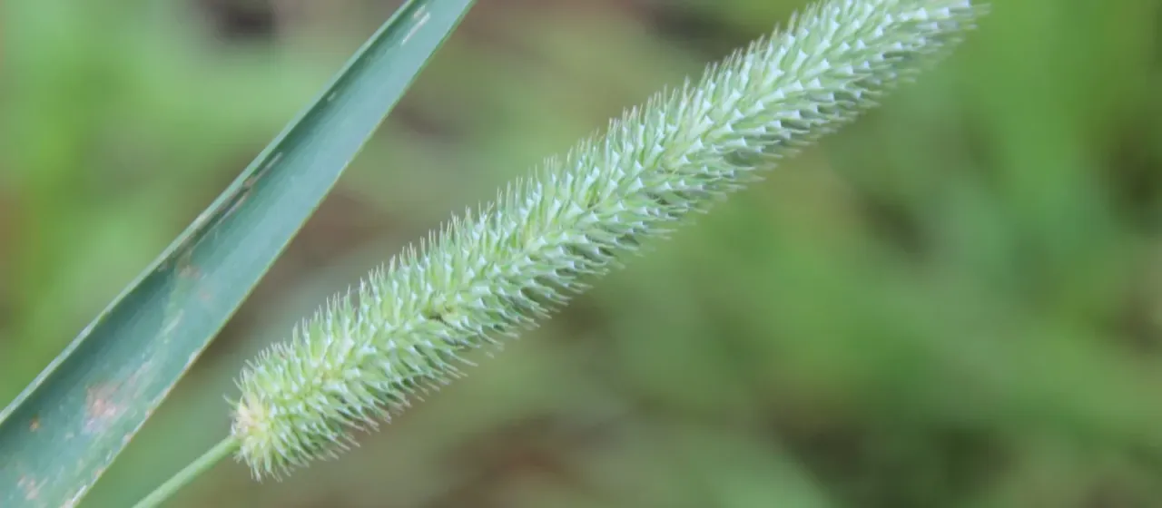 Timothy grass
