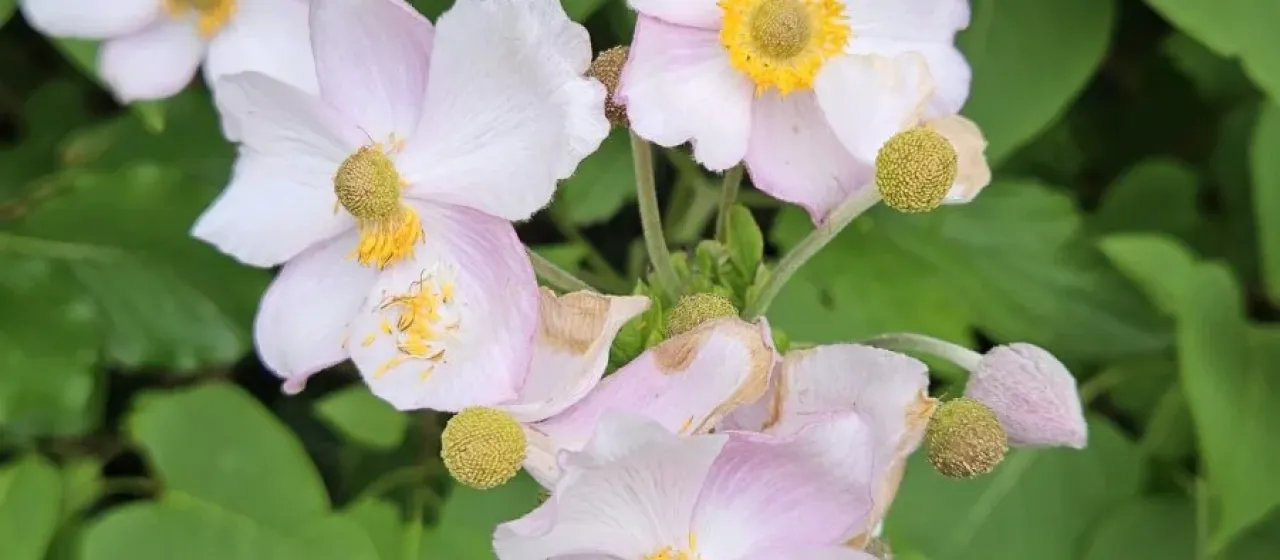 Hupeh anemone