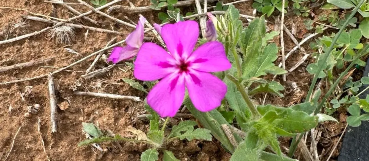Trailing Phlox