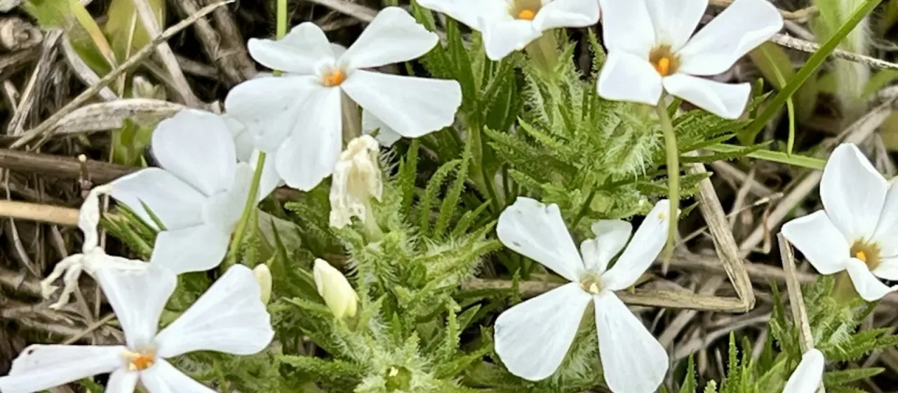 Douglas phlox