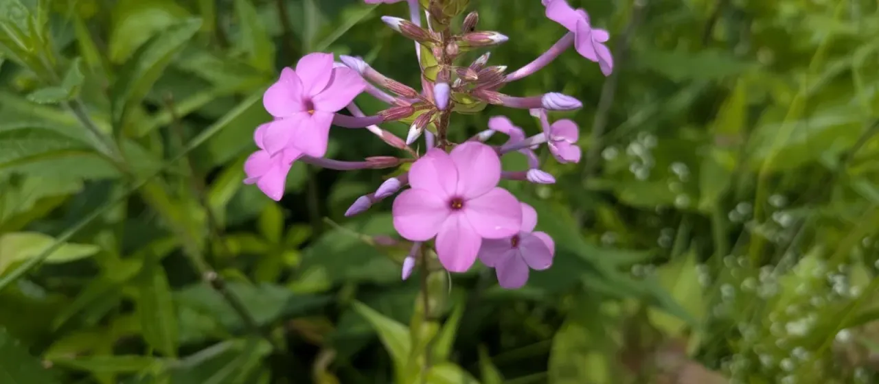 Meadow phlox