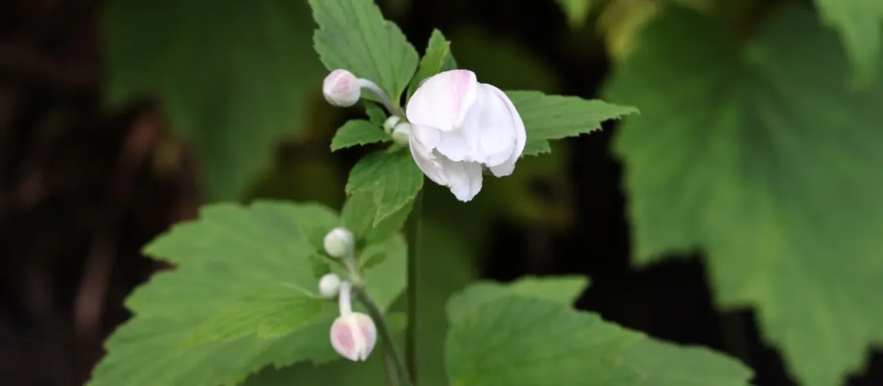 Japanese anemone
