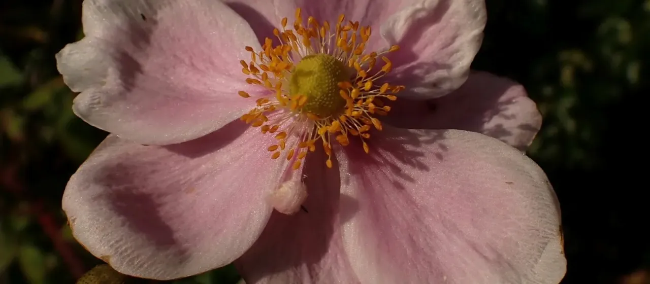 Japanese anemone