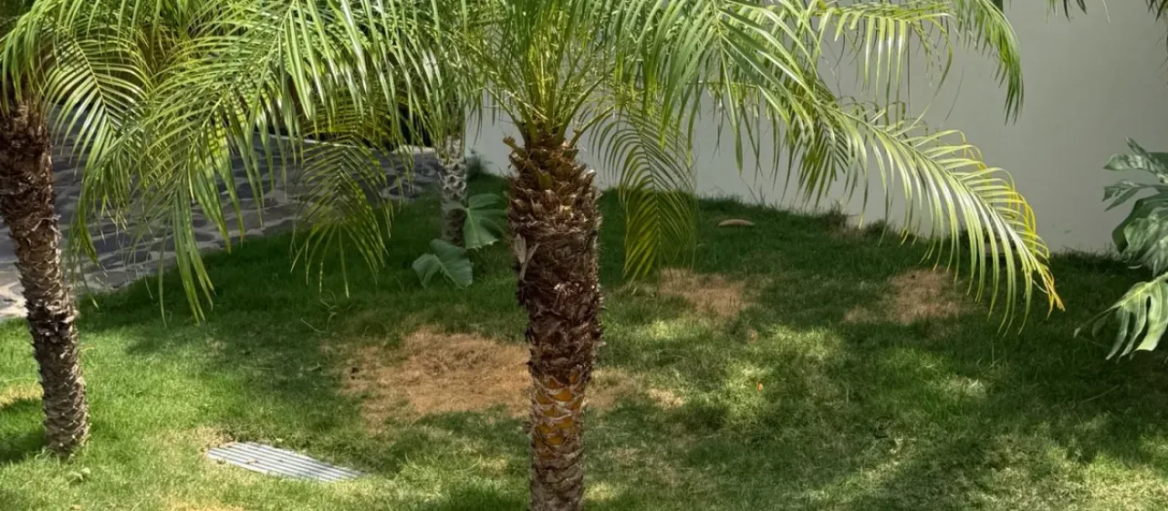 Pygmy date palm