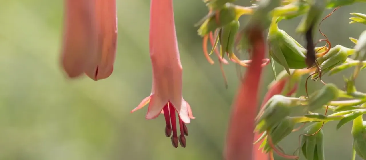 Cape fuchsia