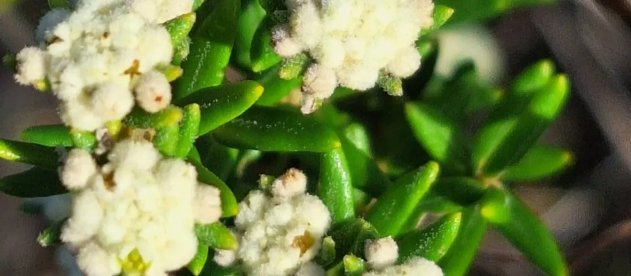 Phylica L.