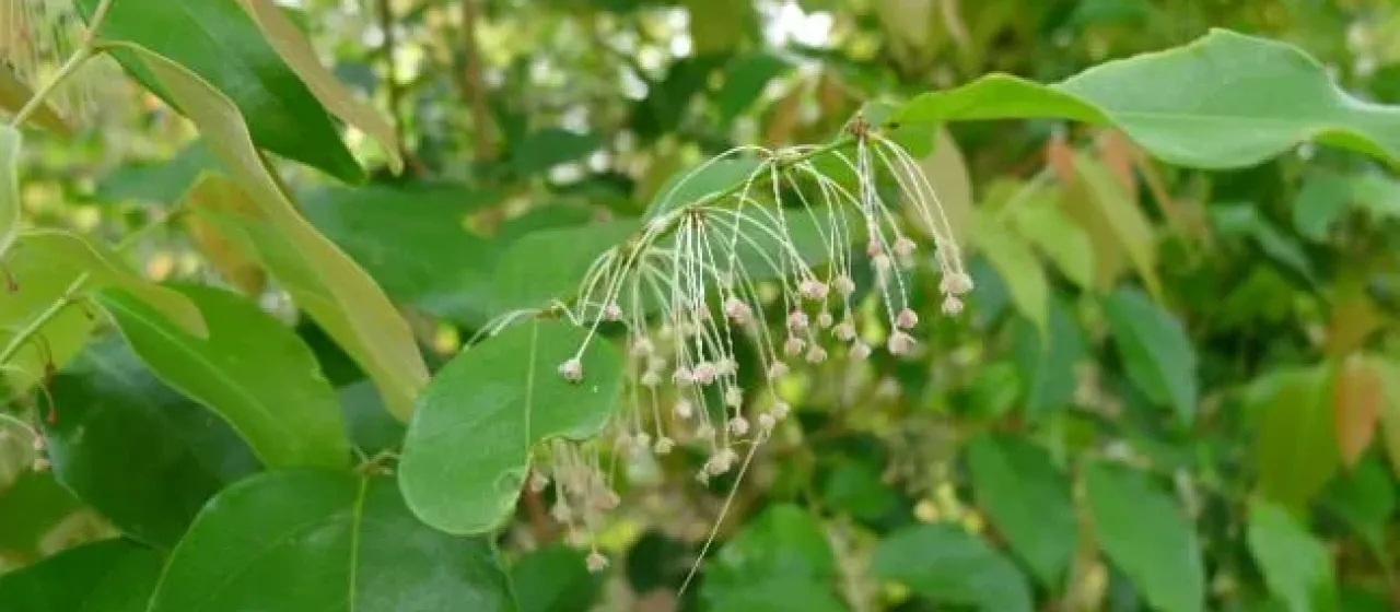 Phyllanthus cuscutiflorus