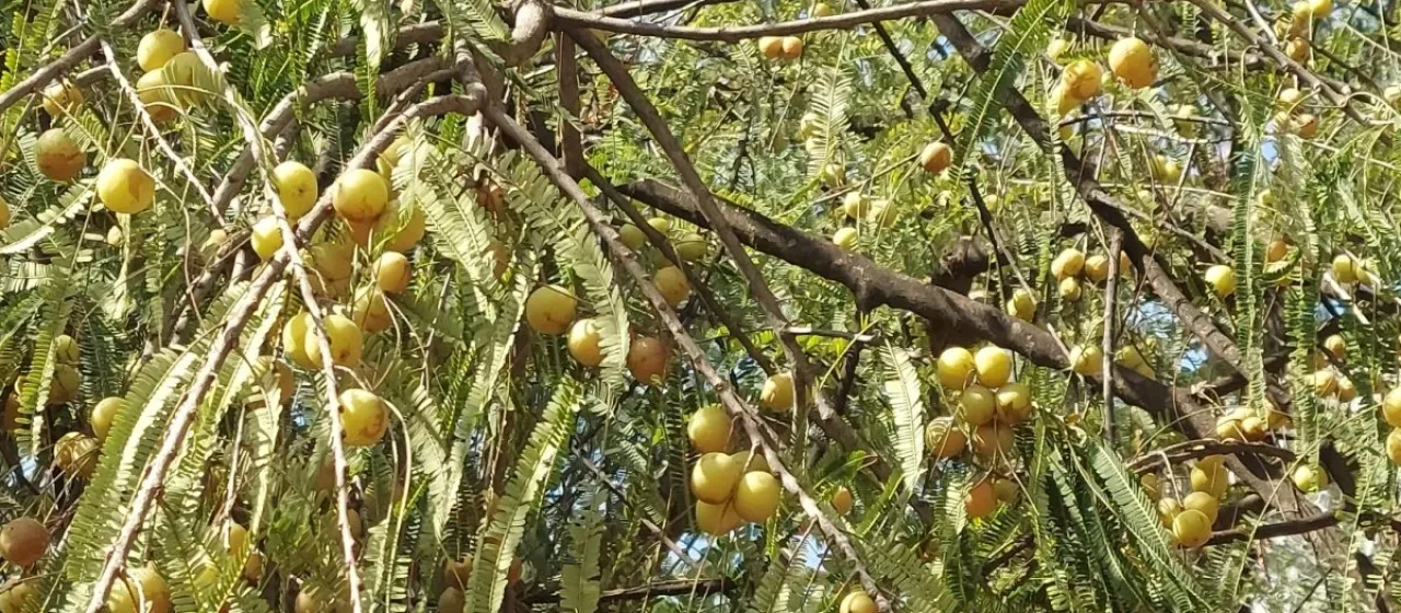 Indian gooseberry
