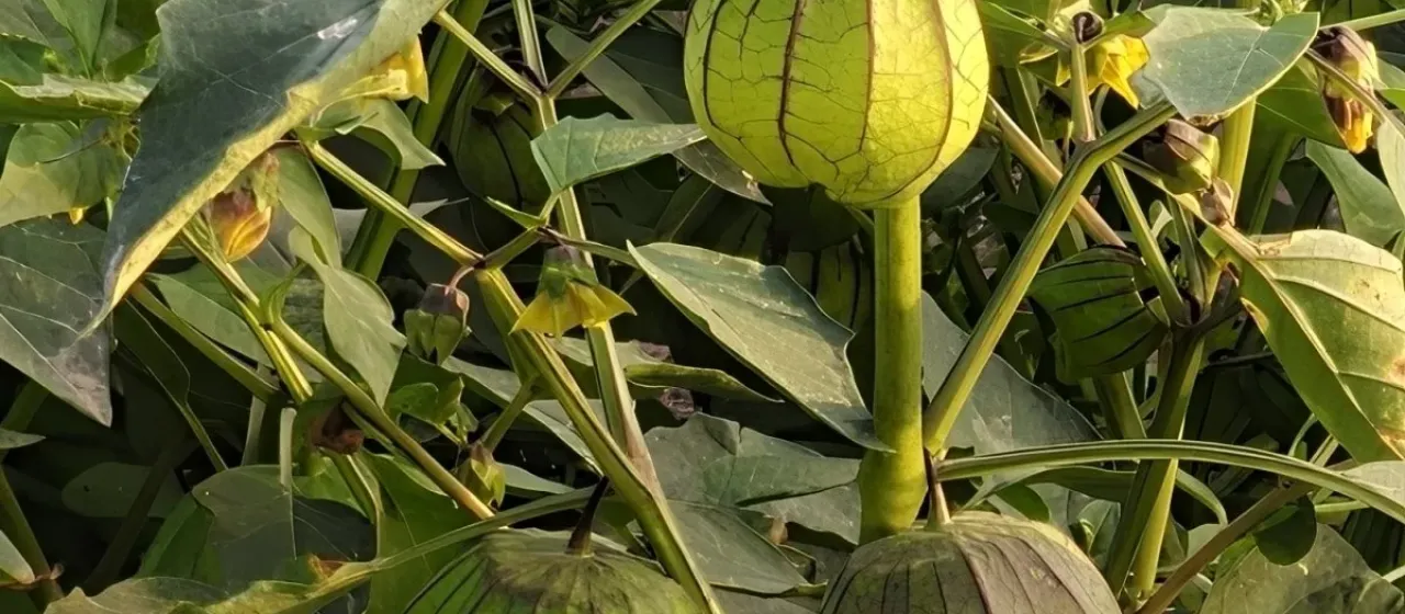 Physalis philadelphica