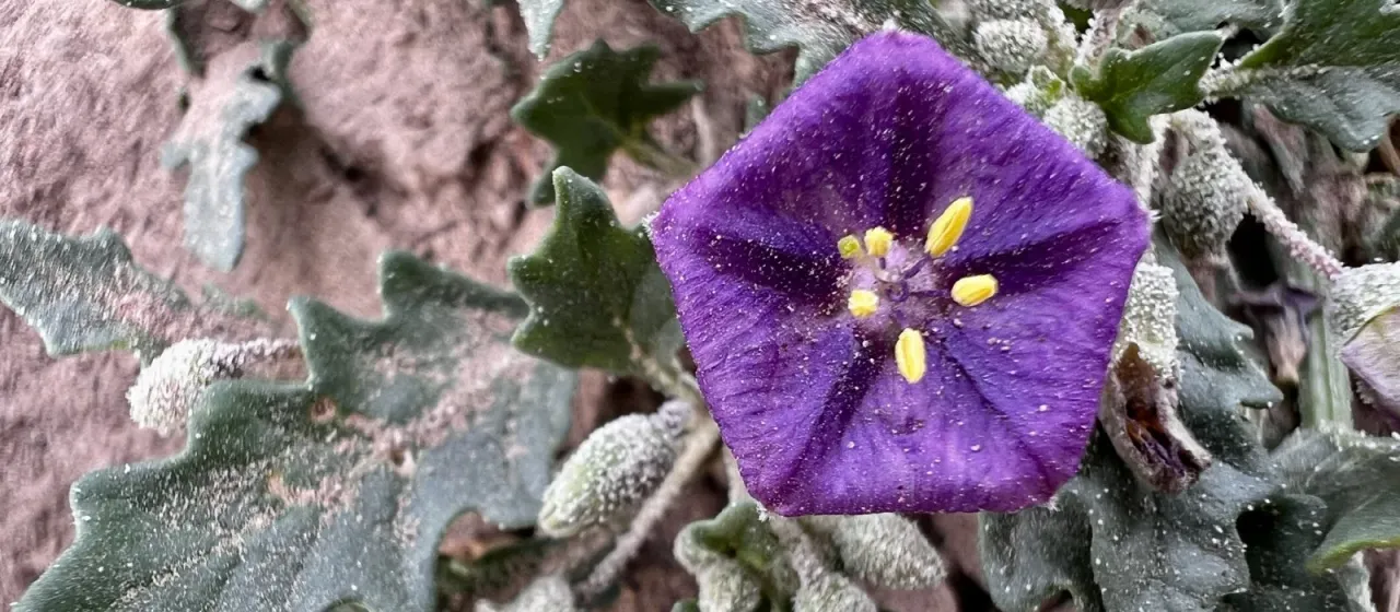 Purple groundcherry