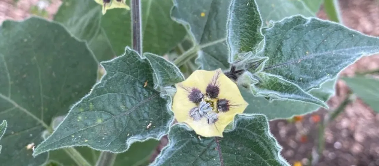 Cape gooseberry