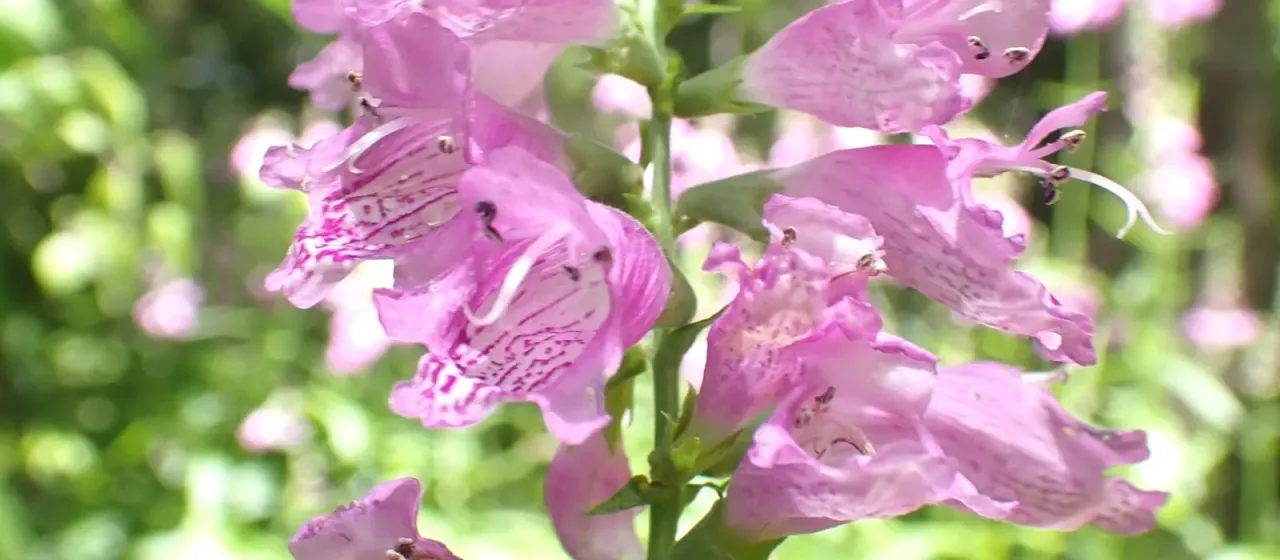 Physostegia