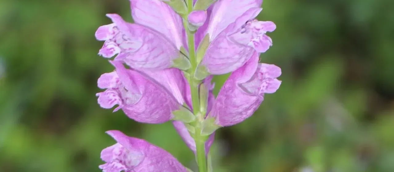 Obedient plant