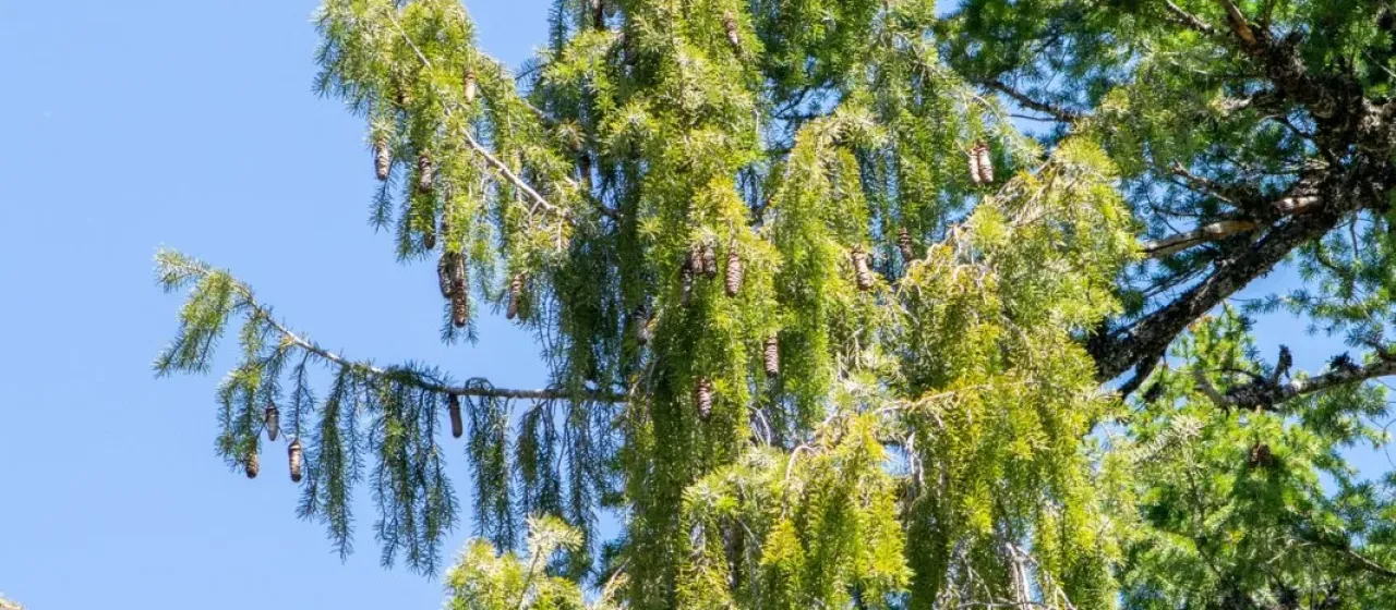 Brewer spruce