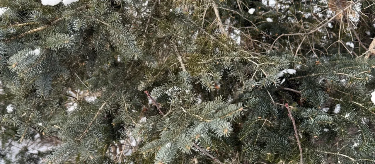 White spruce
