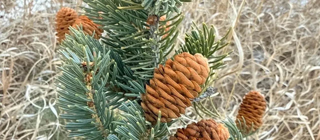 Colorado spruce