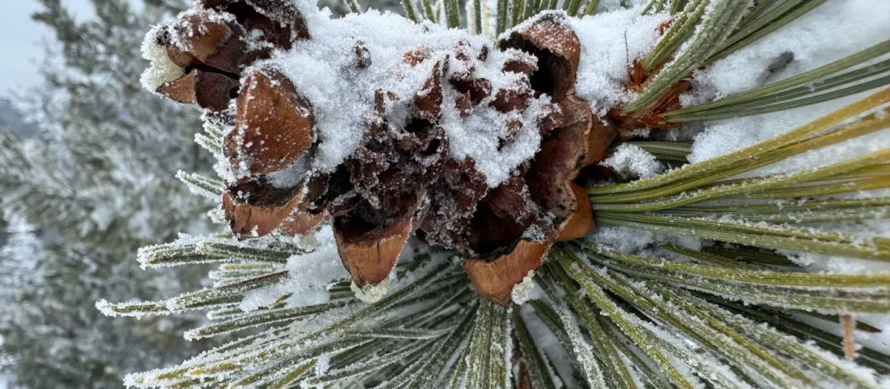 Whitebark pine