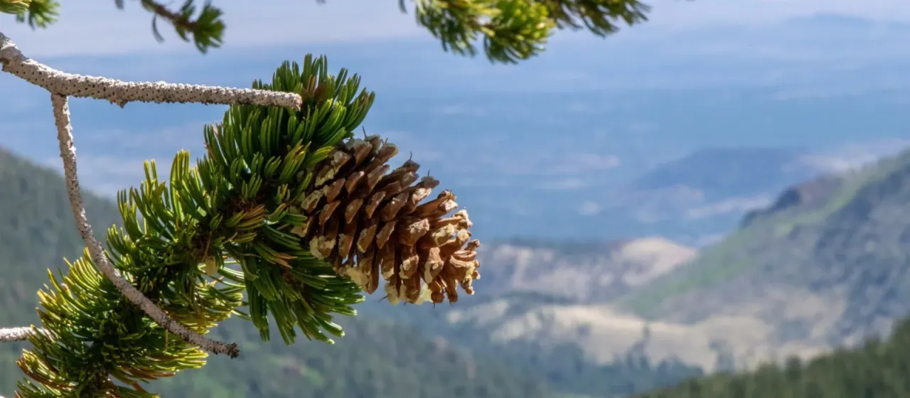 Bristlecone pine