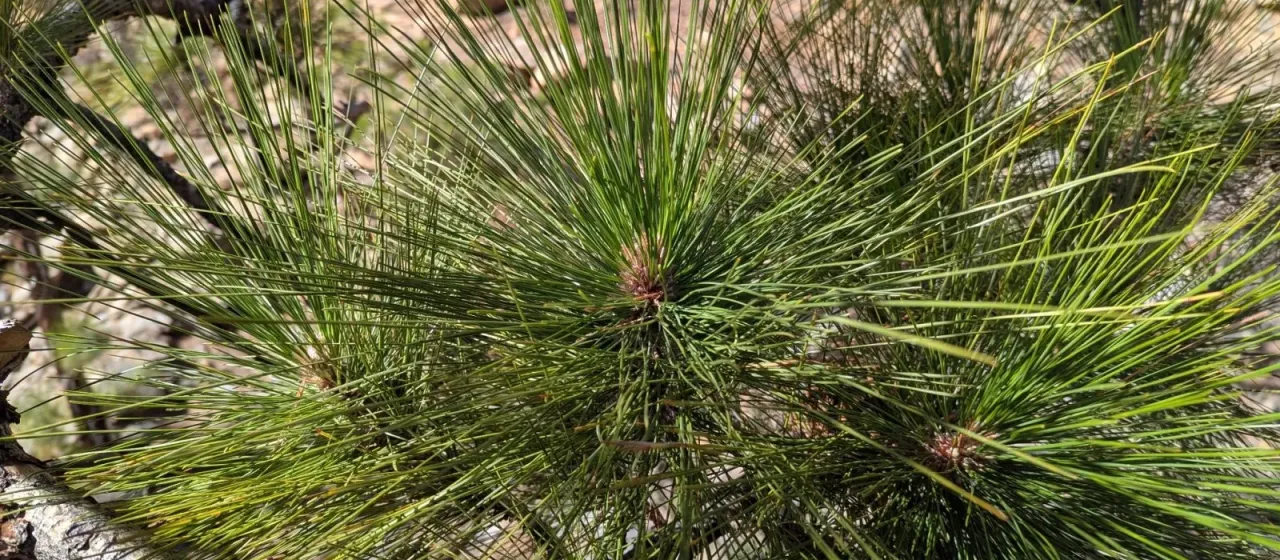 Canary Island pine