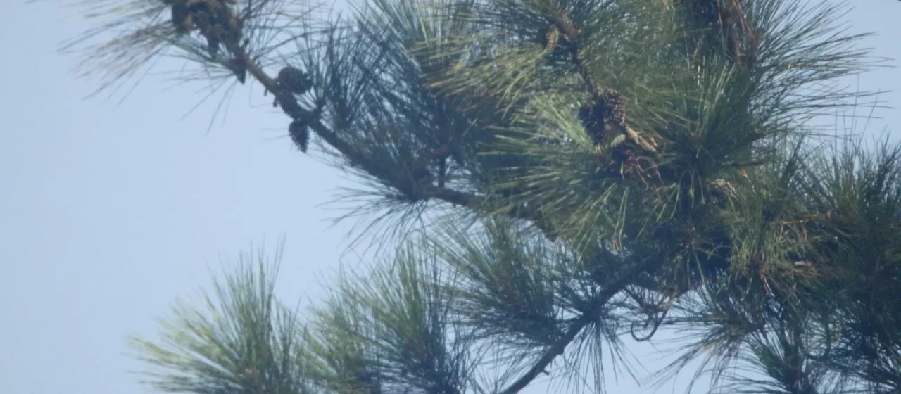 Caribbean pine