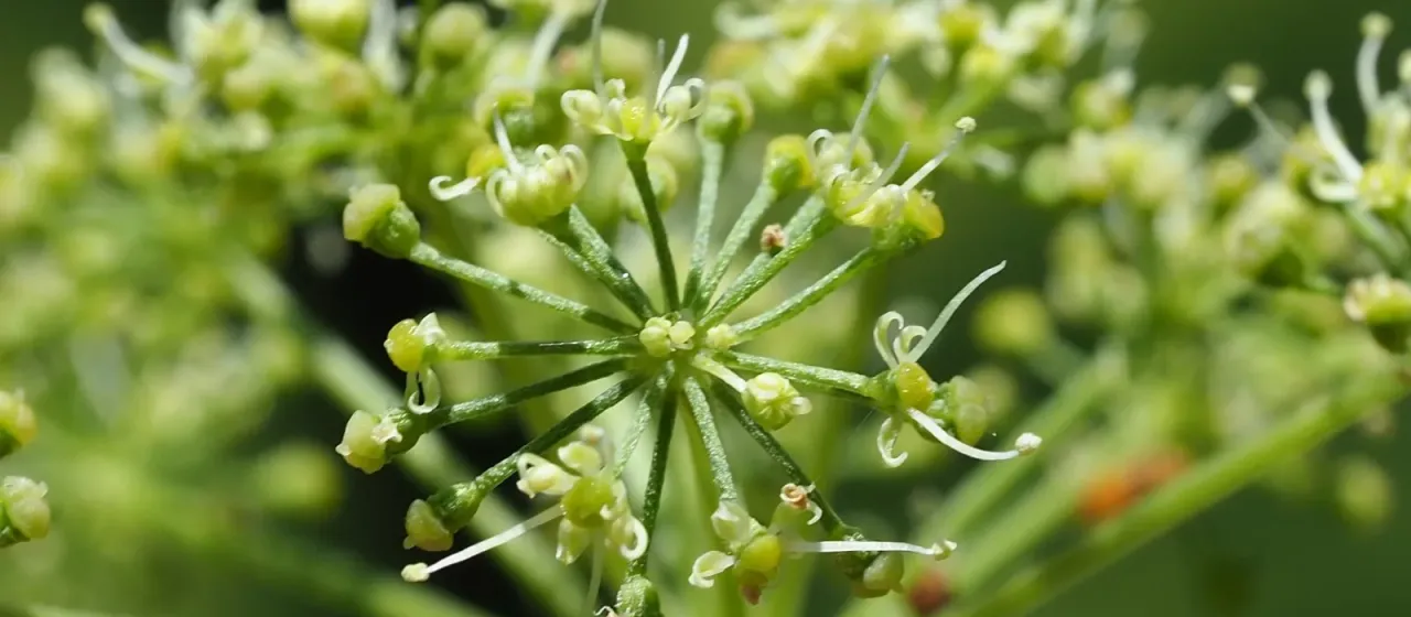Dahurian angelica