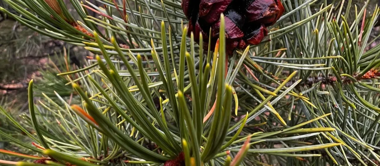 Mexican pinyon