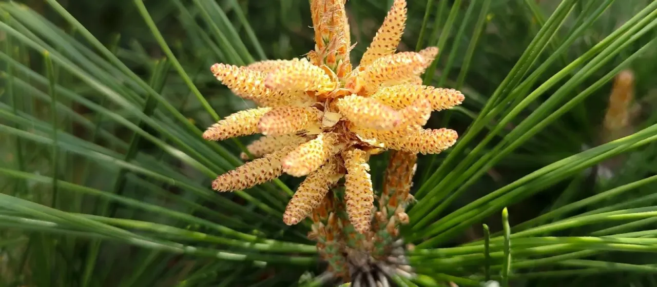Japanese red pine