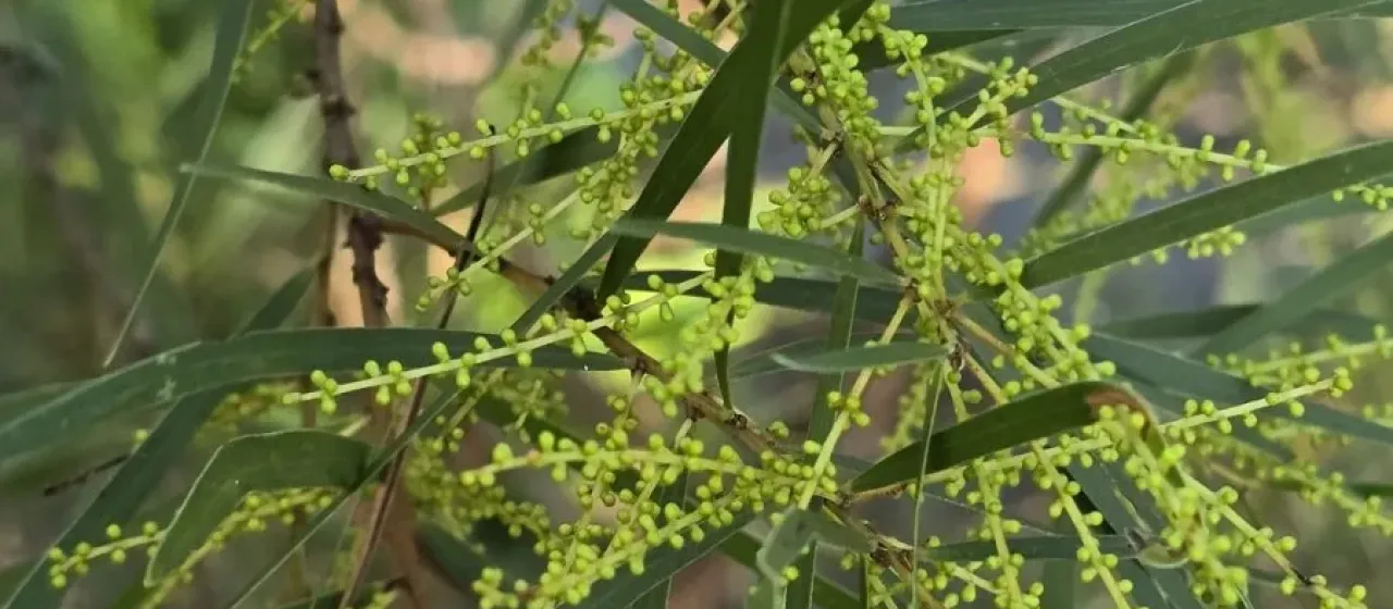 White sallow wattle