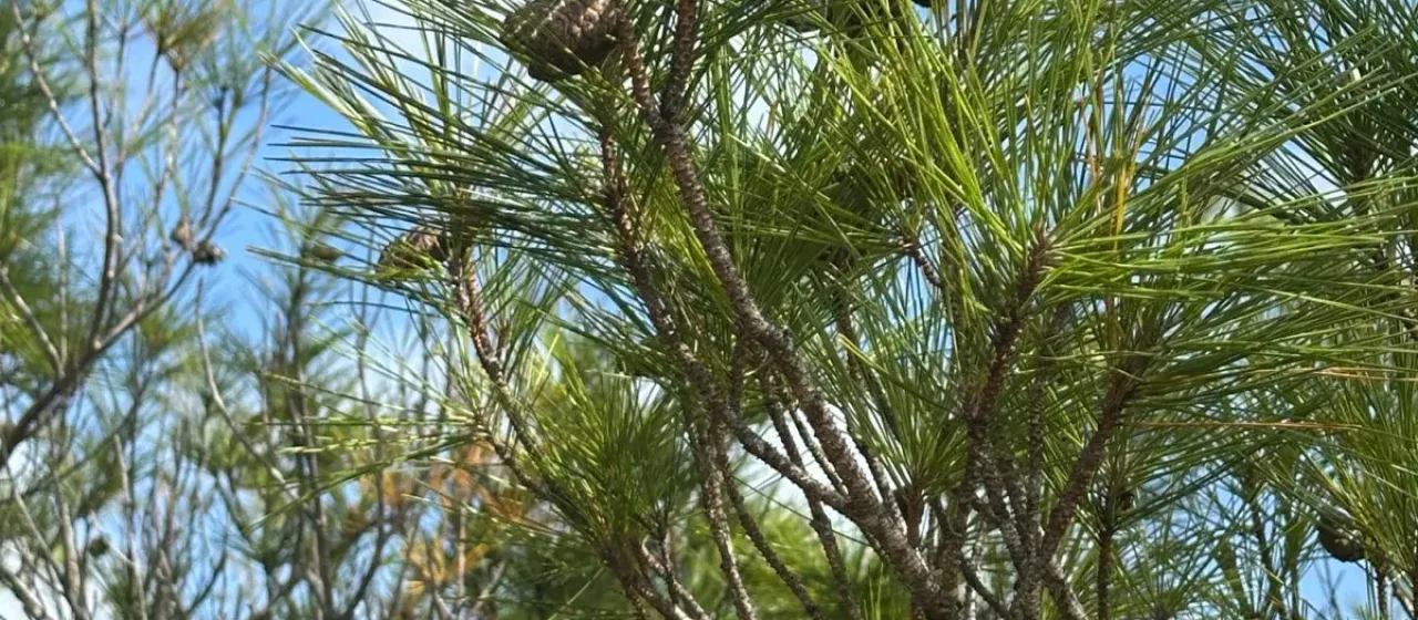 Luchu pine