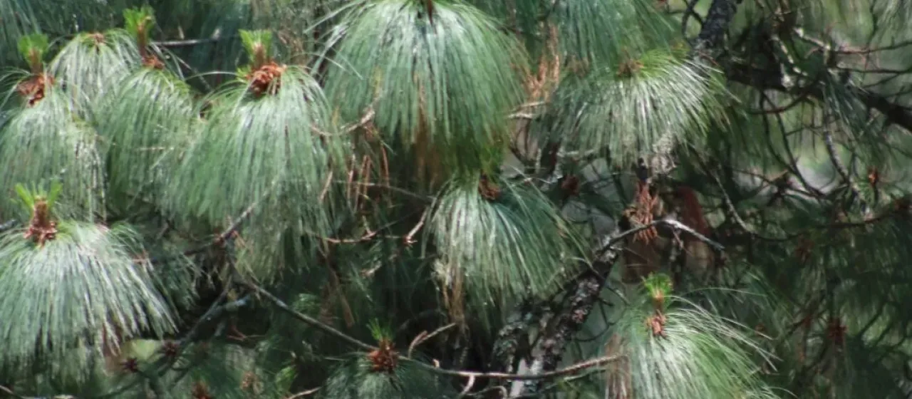 Pinus maximinoi