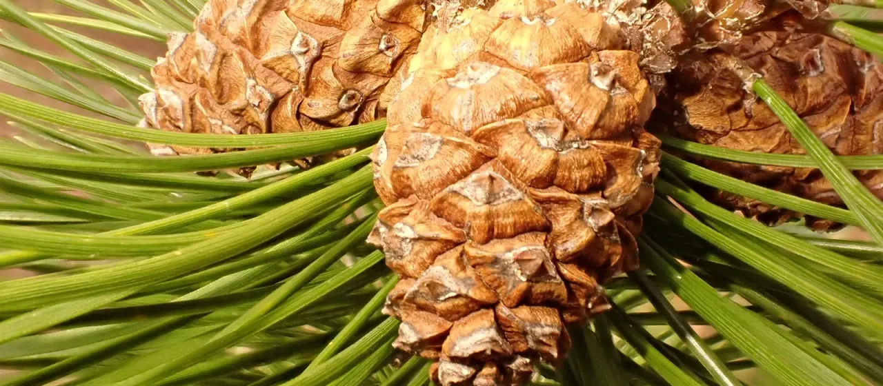 Mountain pine