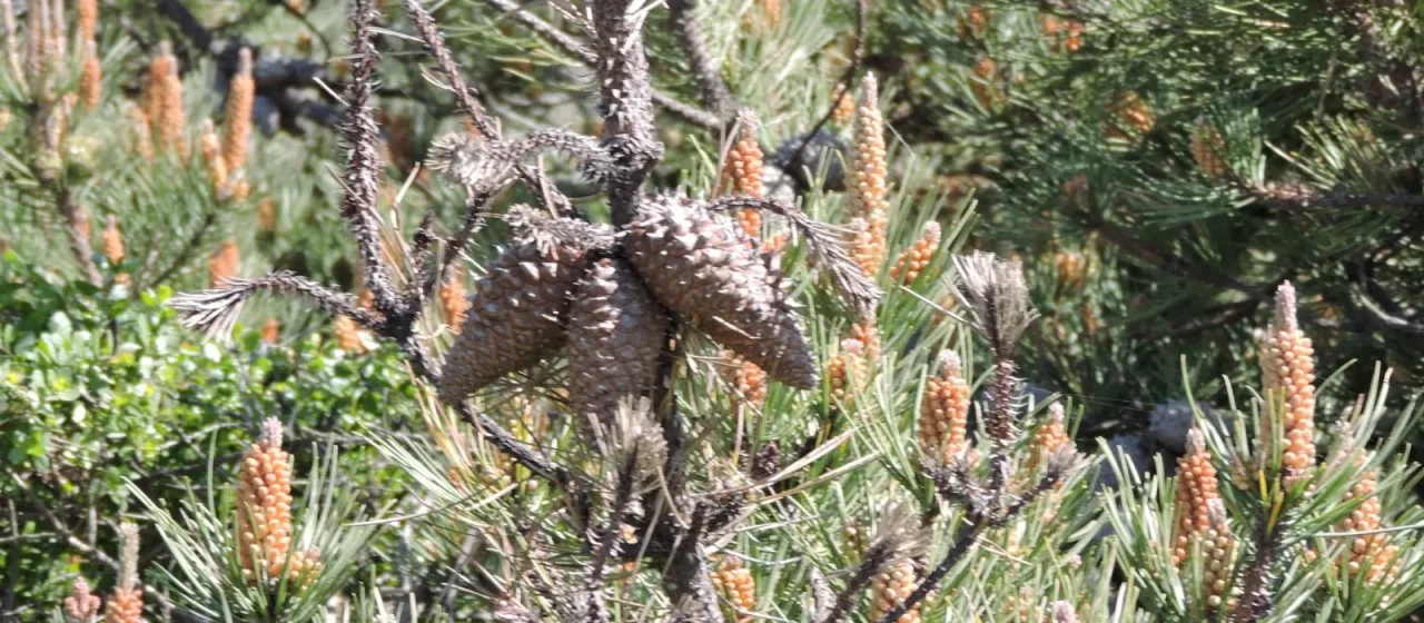 Bishop pine