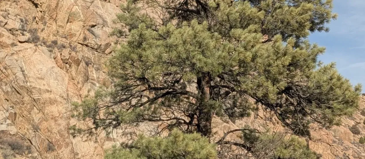 Ponderosa pine