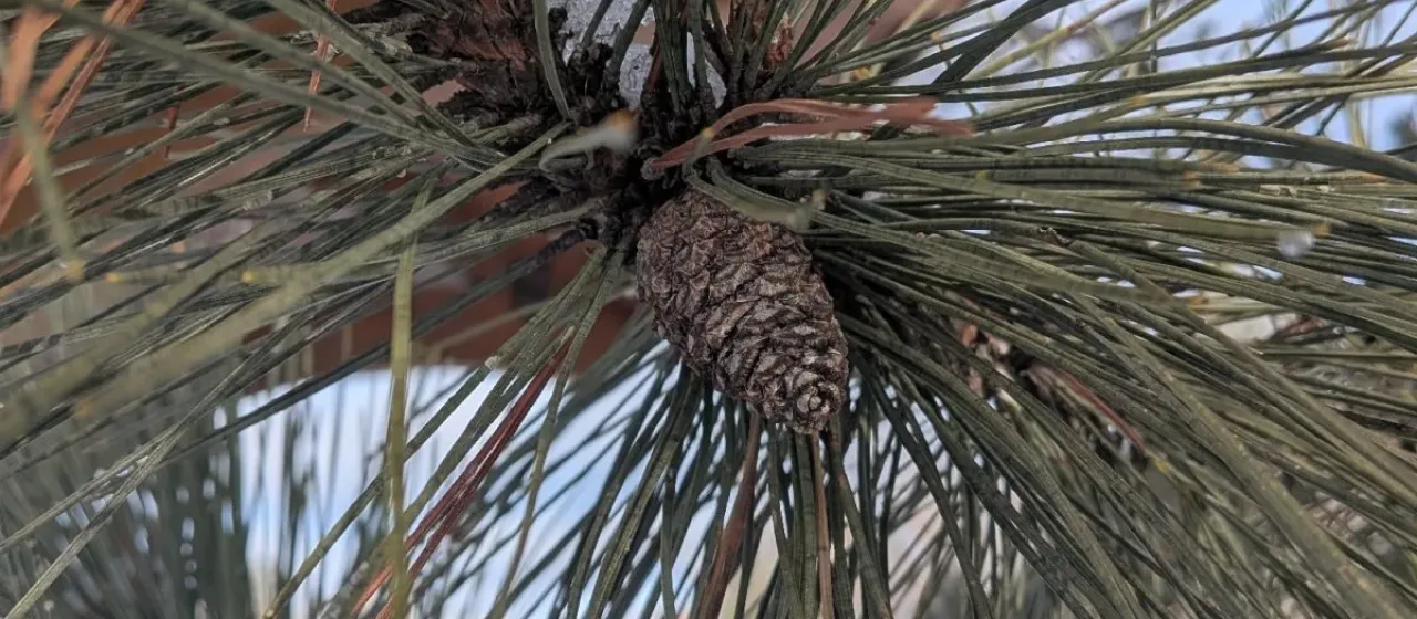 Red pine