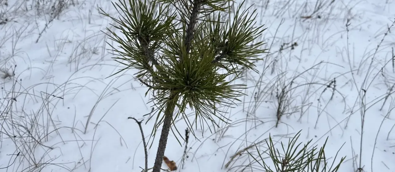 Scots pine