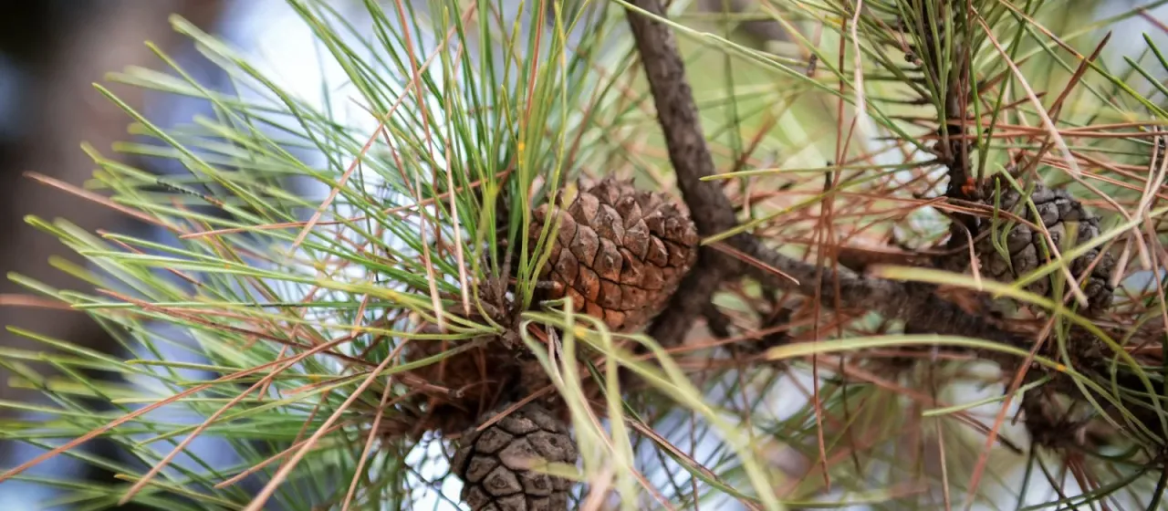 Chinese red pine
