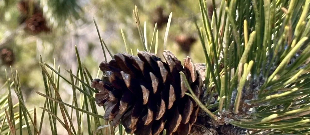 Japanese black pine